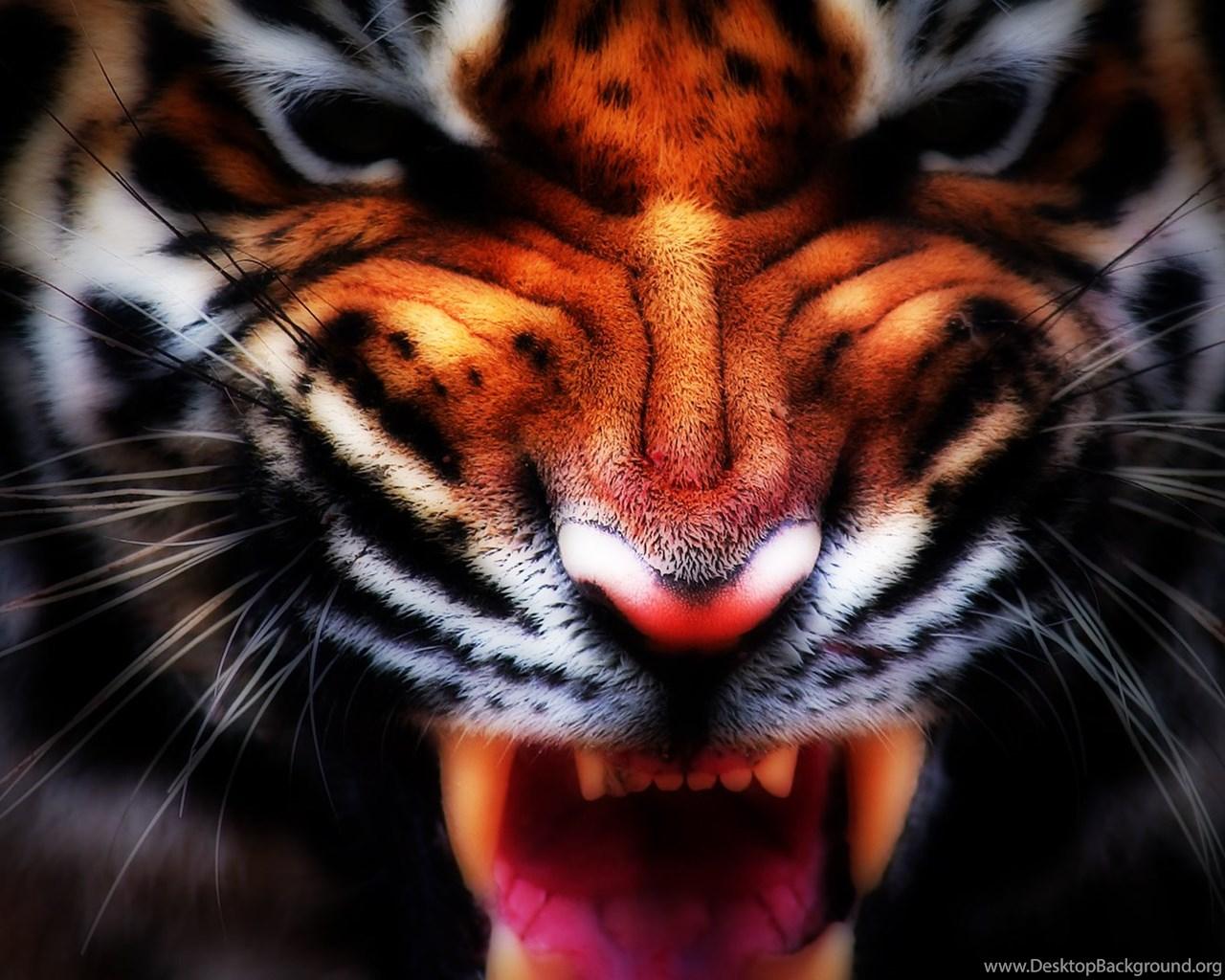 Aggressive Tiger Wallpapers - Top Free Aggressive Tiger Backgrounds -  WallpaperAccess