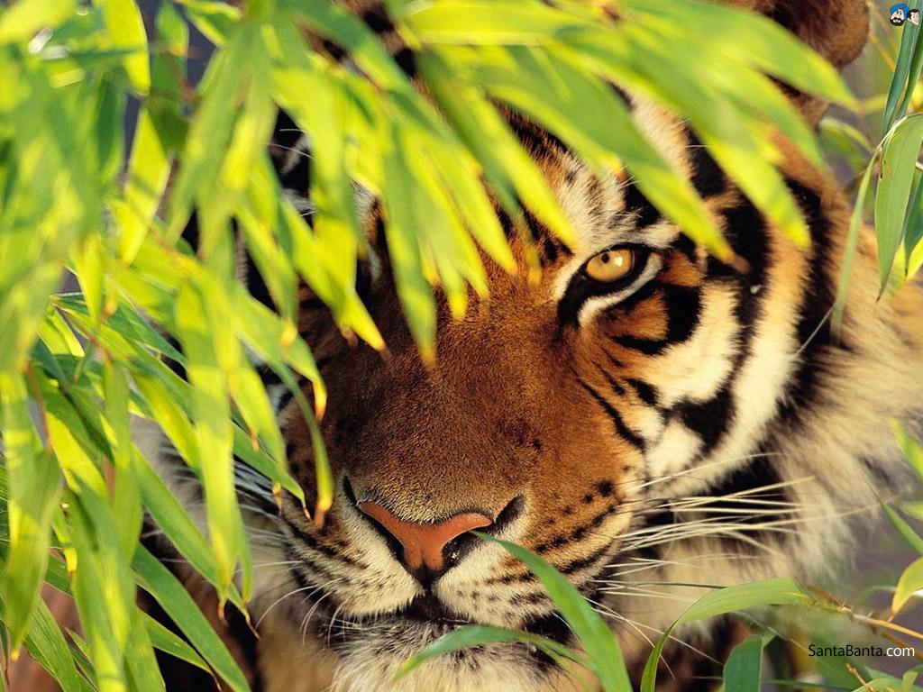 1024x768 Tiger wallpaperx768