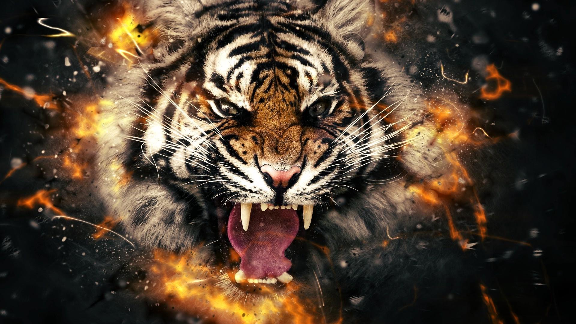 Aggressive Tiger Wallpapers Top Free Aggressive Tiger Backgrounds Wallpaperaccess