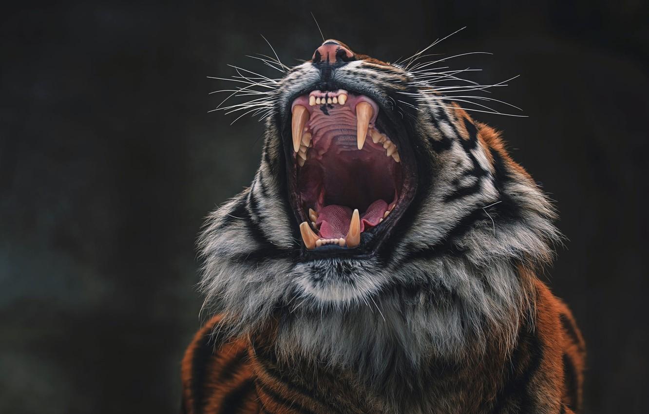 Aggressive Tiger Wallpapers - Top Free Aggressive Tiger Backgrounds ...