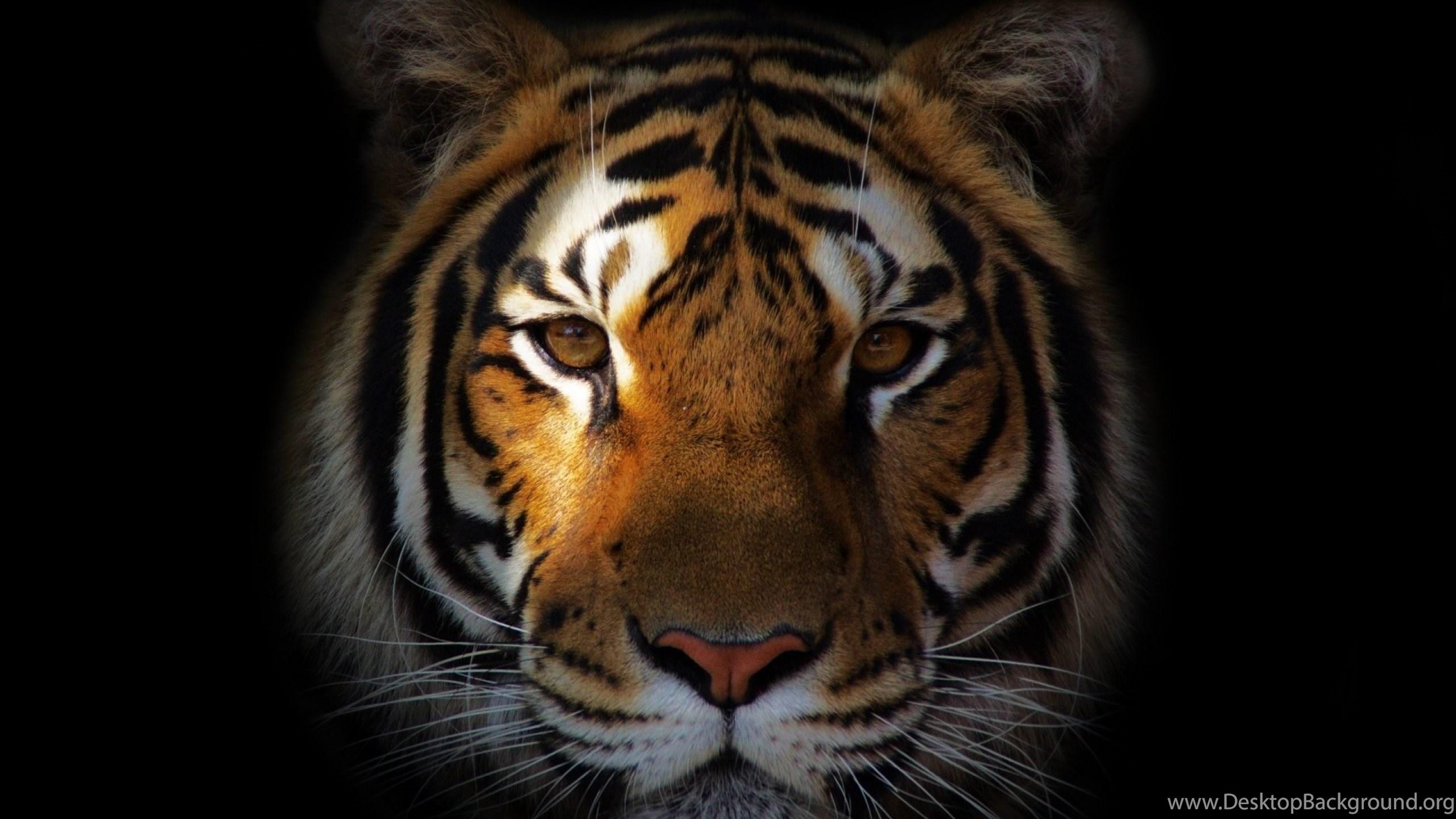 2560x1440 White Tiger HD Wallpaper For Desktop & Mobile Download Desktop Background