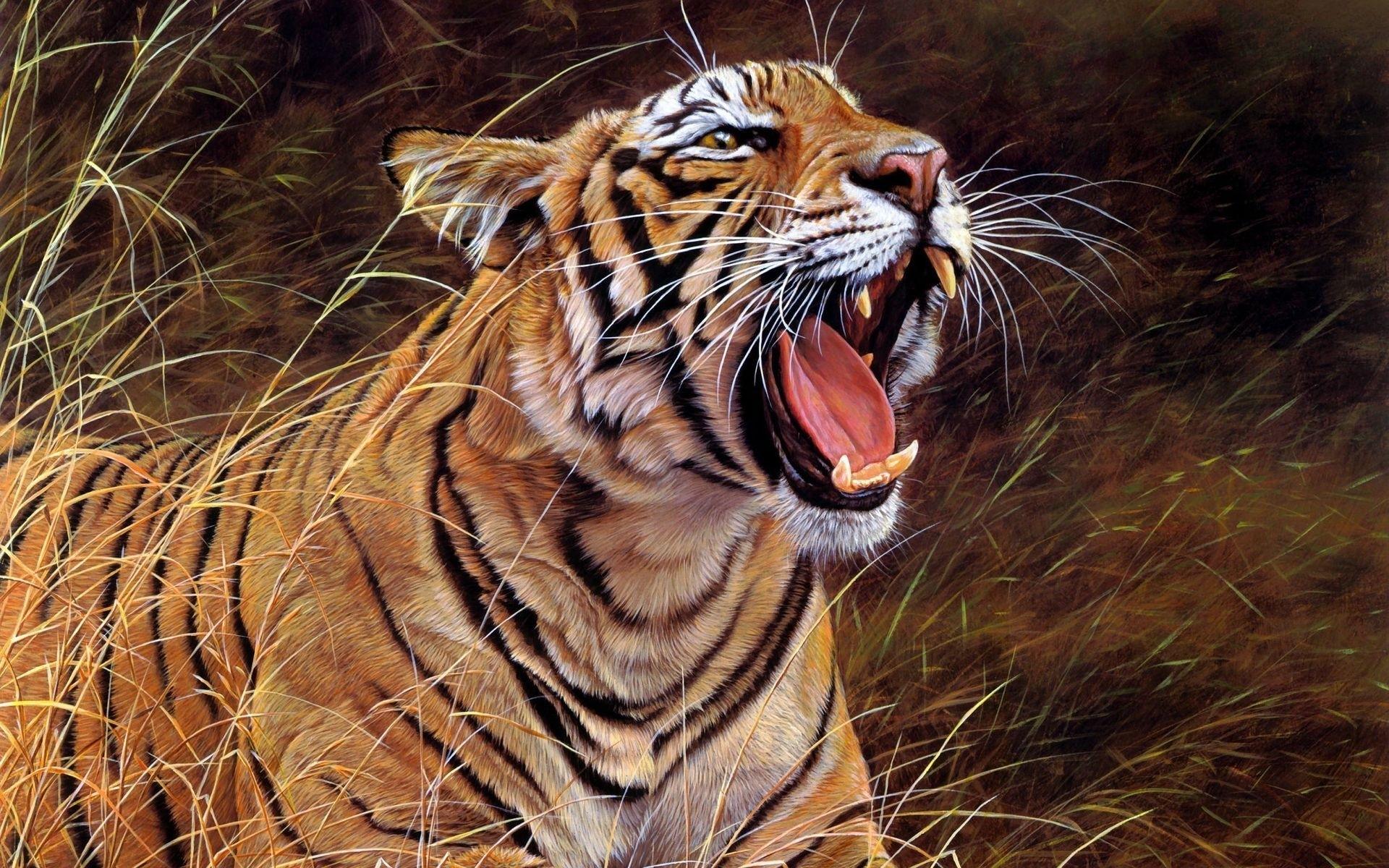 Aggressive Tiger Wallpapers - Top Free Aggressive Tiger Backgrounds ...