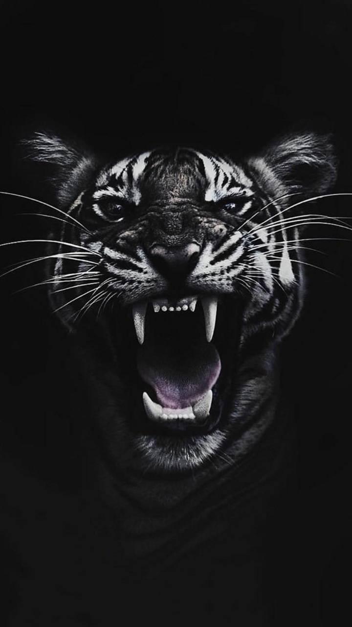 720x1280 Tiger 4k Wallpaper