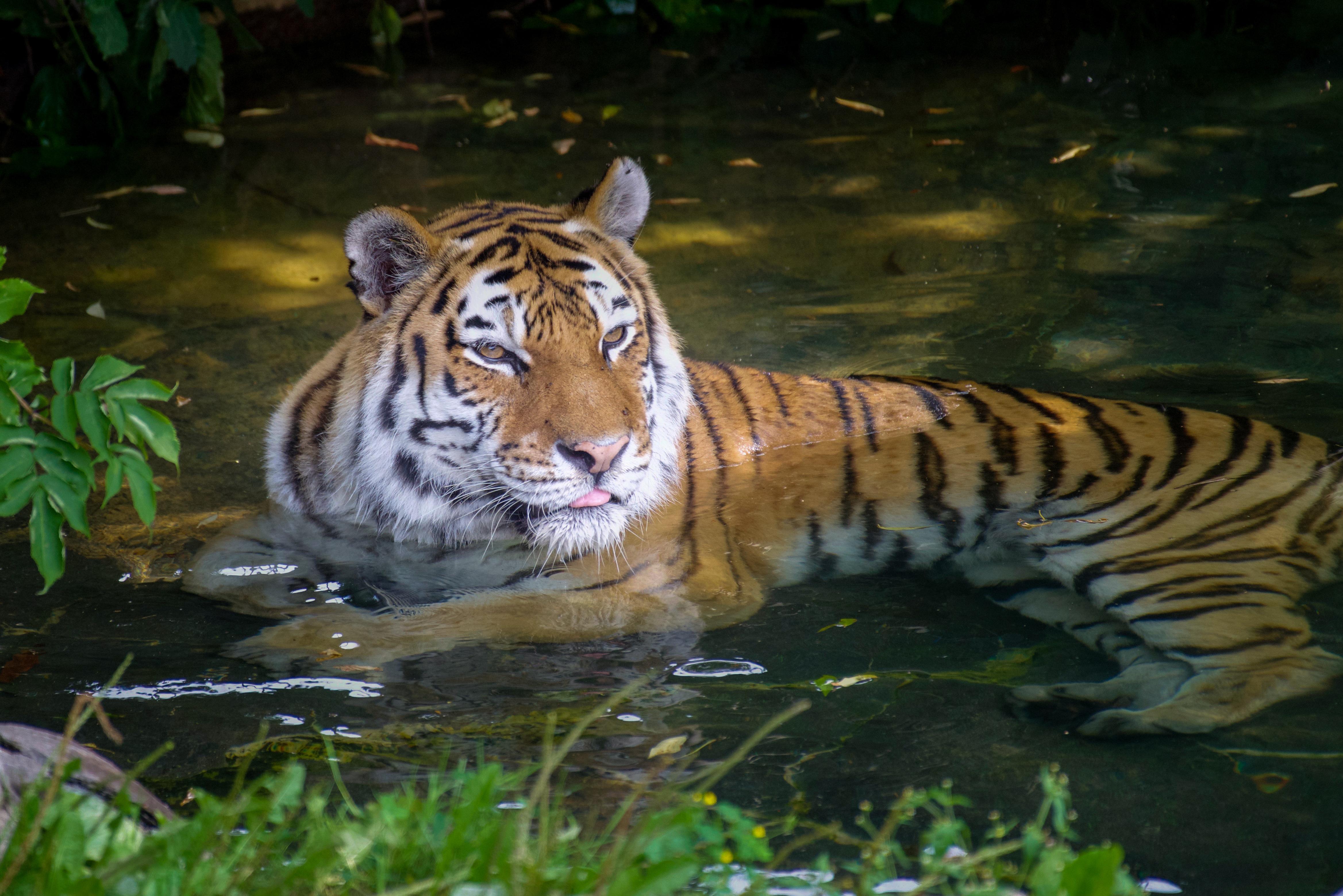 4674x3120 Tiger in Water · Free