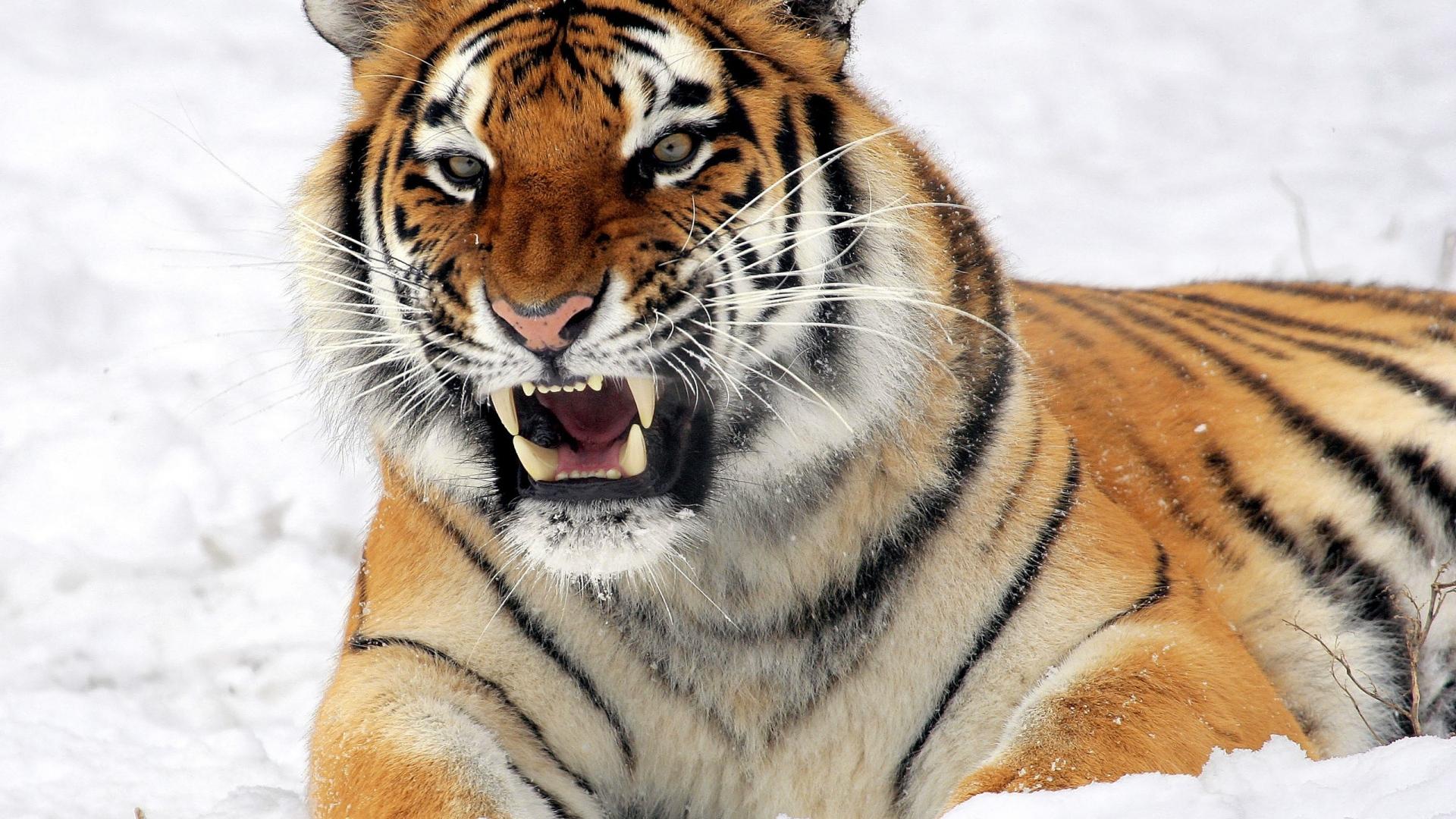 Aggressive Tiger Wallpapers - Top Free Aggressive Tiger Backgrounds ...