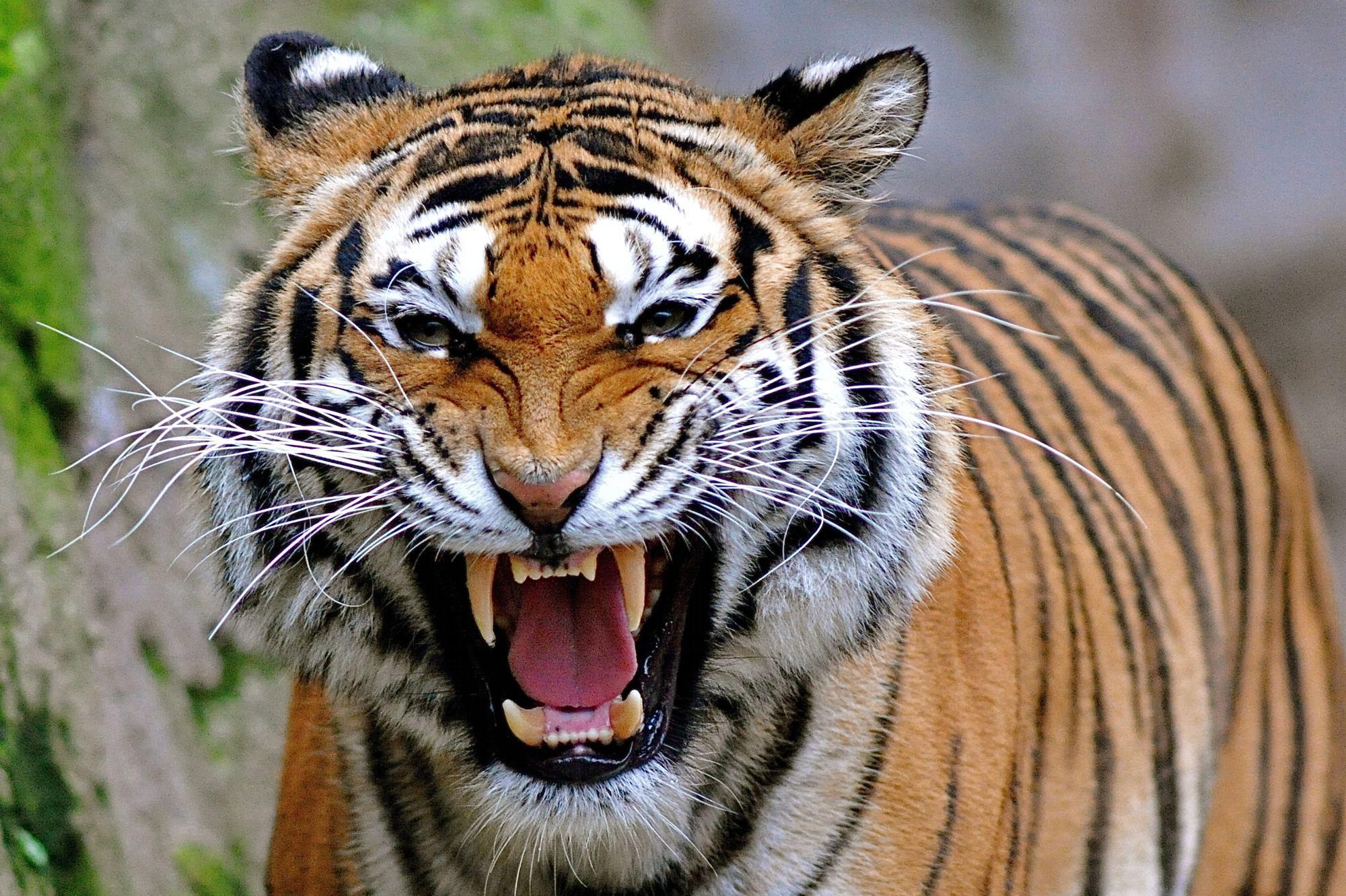2000x1333 Tiger Face Wallpaper