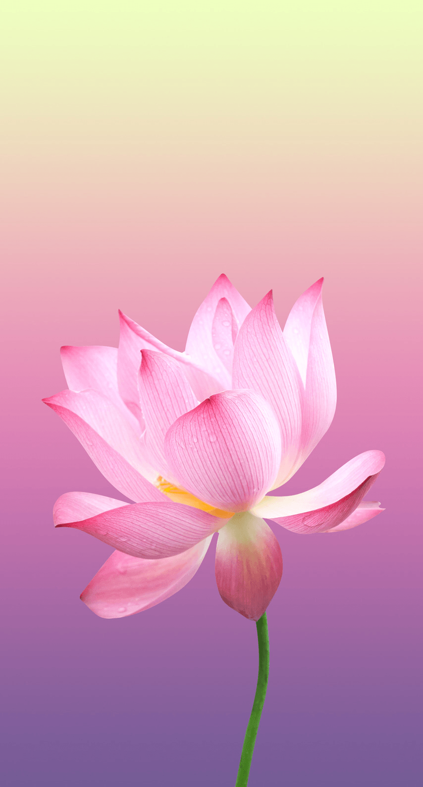 Bạn có ước mơ sở hữu một chiếc iPhone đẹp nhưng cũng không muốn bỏ qua vẻ đẹp của hoa sen? Hãy tìm thấy sự cân bằng giữa hai yêu cầu đó với những hình nền lotus đặc biệt này. Thiết kế độc đáo và hình ảnh chất lượng HD sẽ khiến cho màn hình của bạn thật sự nổi bật.