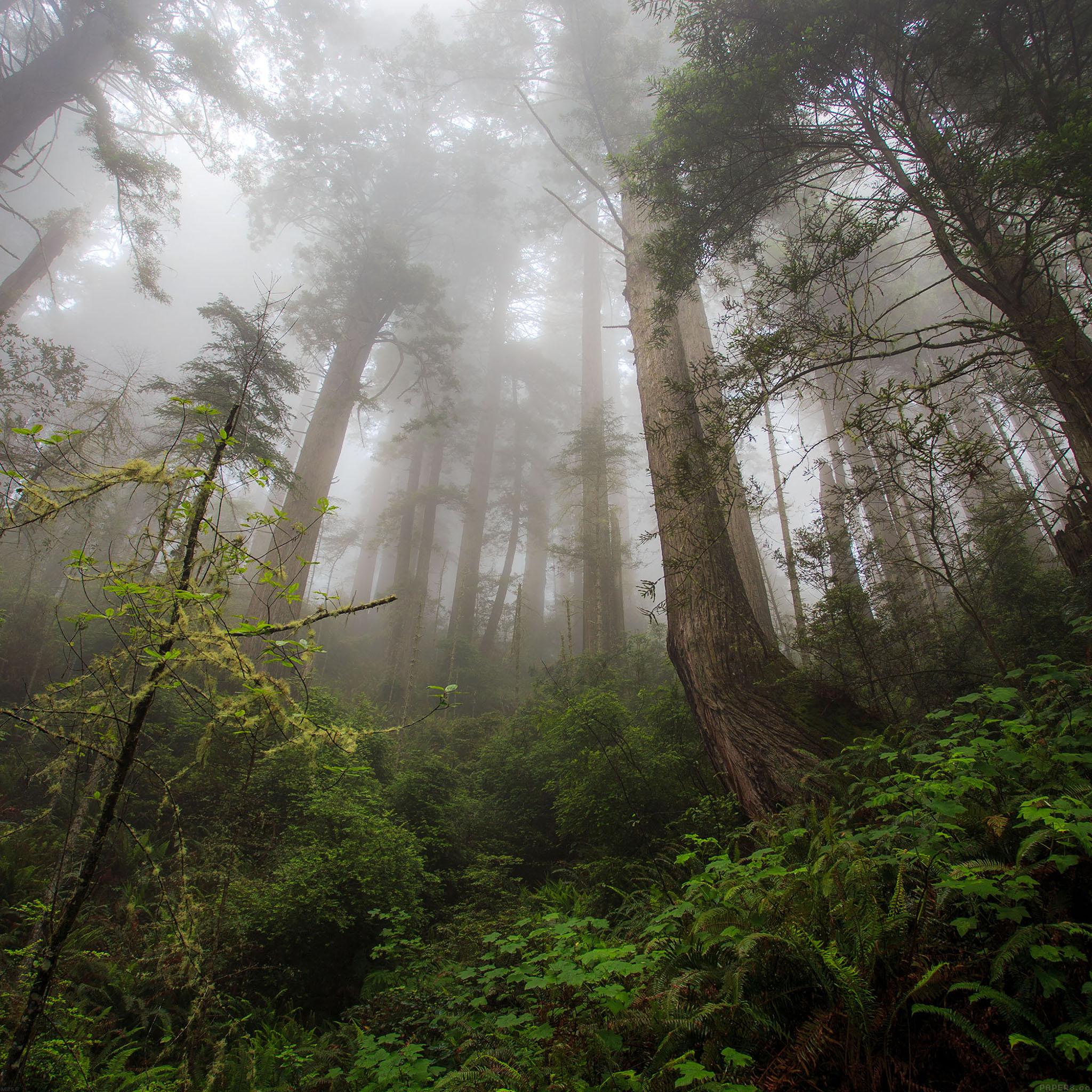 2048x2048 Wallpaper Trails Wood Mountain