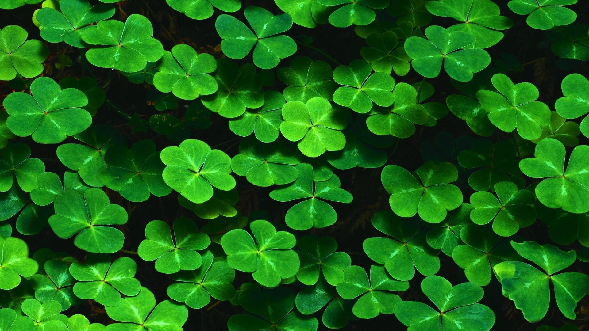 1920x1080 Four Leaf Clover Wallpaper