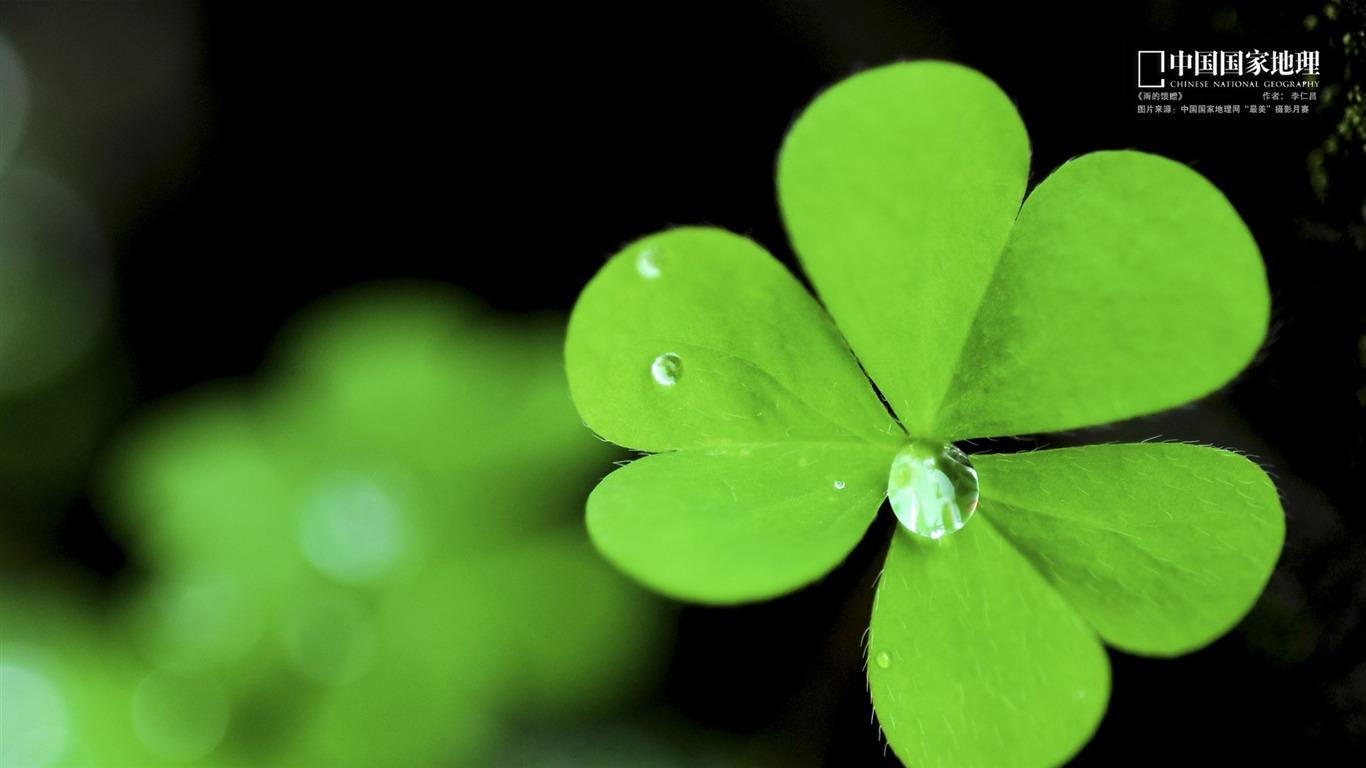 1366x768 Lucky Clover China National Geographic Wallpaper