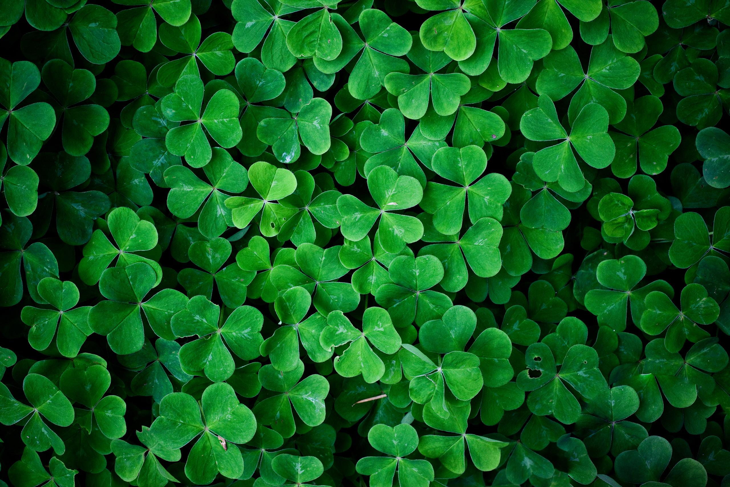2560x1707 Clover Wallpaper
