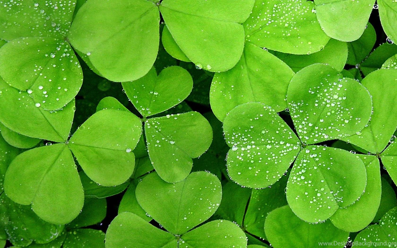 1680x1050 Small Water Drops On The Green Lucky Clover HD Wallpaper Desktop Background
