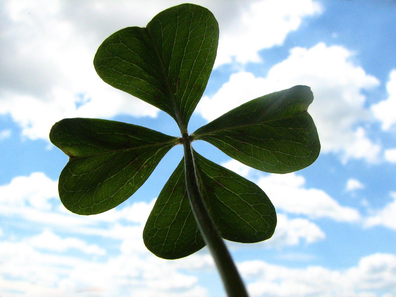 1600x1200 Lucky Clover, High Definition, High Quality, Widescreen