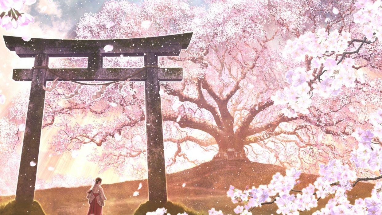 1244x700 Sakura Blossoms Anime Wallpaper