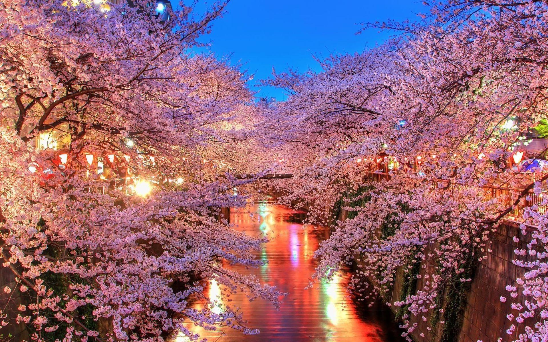 Cherry Blossom Landscape Wallpapers Top Free Cherry Blossom Landscape Backgrounds Wallpaperaccess