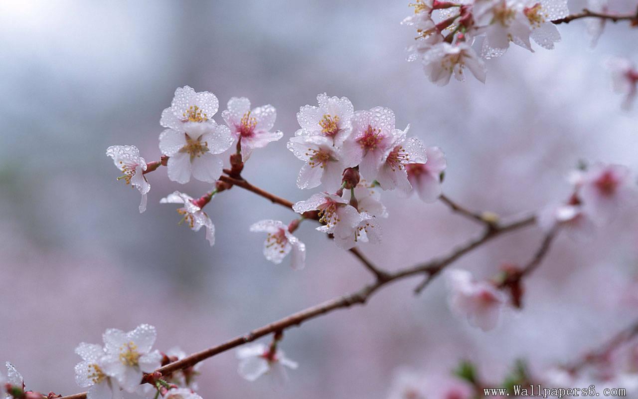 1280x800 Free download landscape wallpaper cherry blossom with frost cherry blossom [1280x800] for your Desktop, Mobile & Tablet. Explore Cherry Blossom Windows Wallpaper. Bing Cherry Blossom Wallpaper, Wallpaper Japan Cherry Blossoms