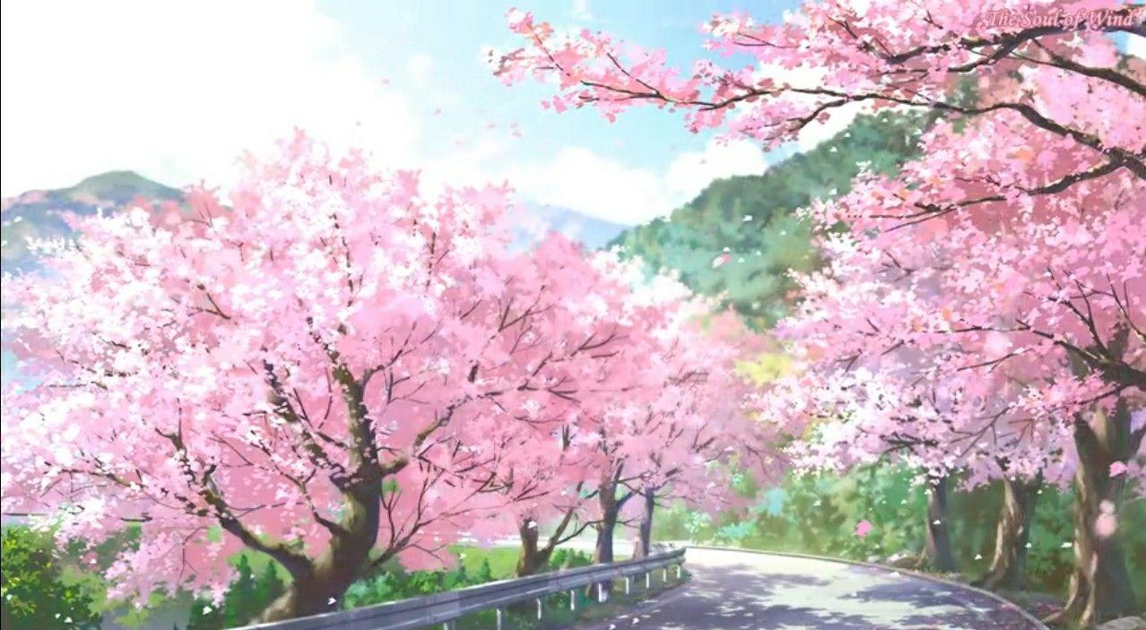 Cherry Blossom Landscape Wallpapers Top Free Cherry Blossom Landscape