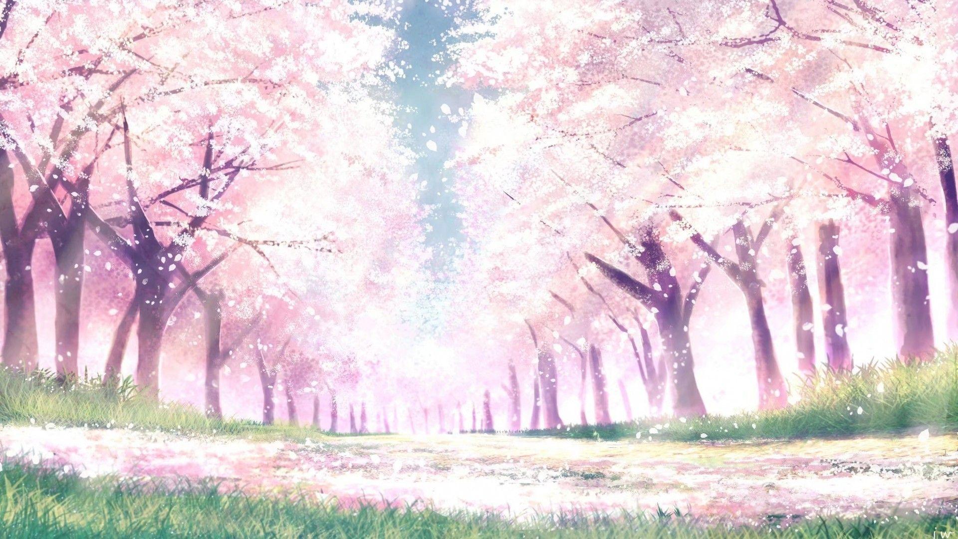 1920x1080 Anime Cherry Blossom Landscape Wallpaper