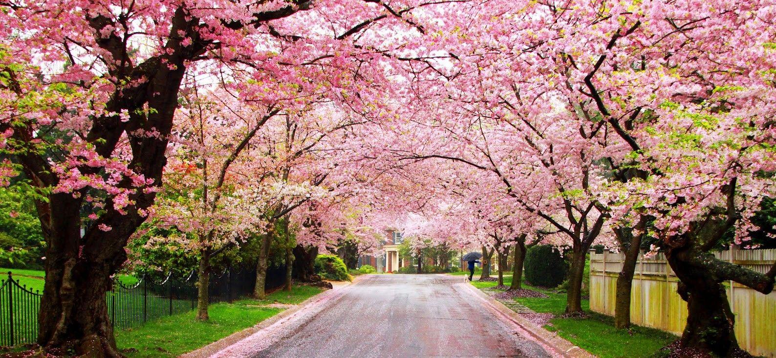 1588x732 Life Is Like A Cherry Blossom Tree. Cherry blossom wallpaper, Flowering trees, Cherry blossom