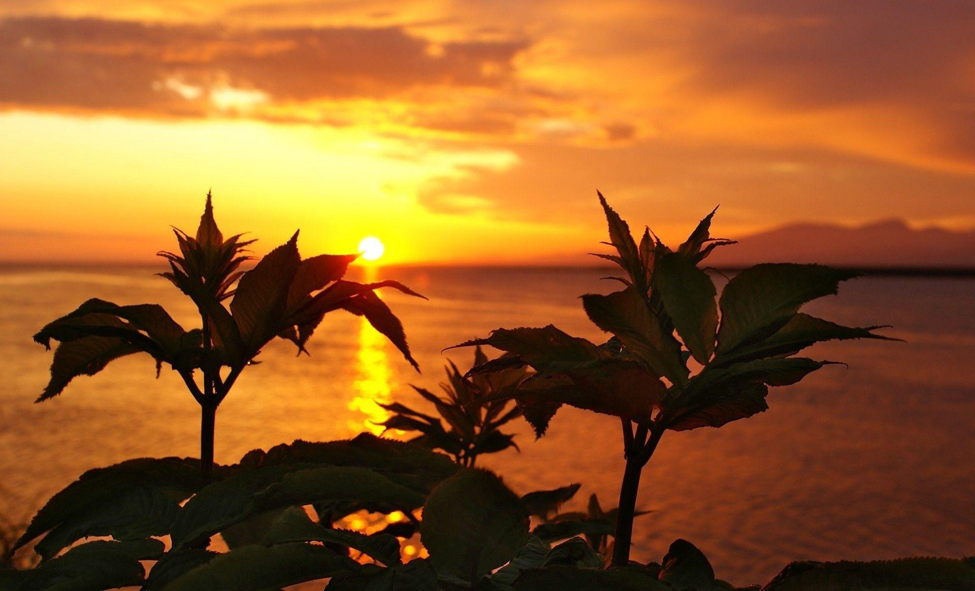 1920x1163 Beaches: Nature Sea West Sunset Plants Beautiful Ocean Wallpaper