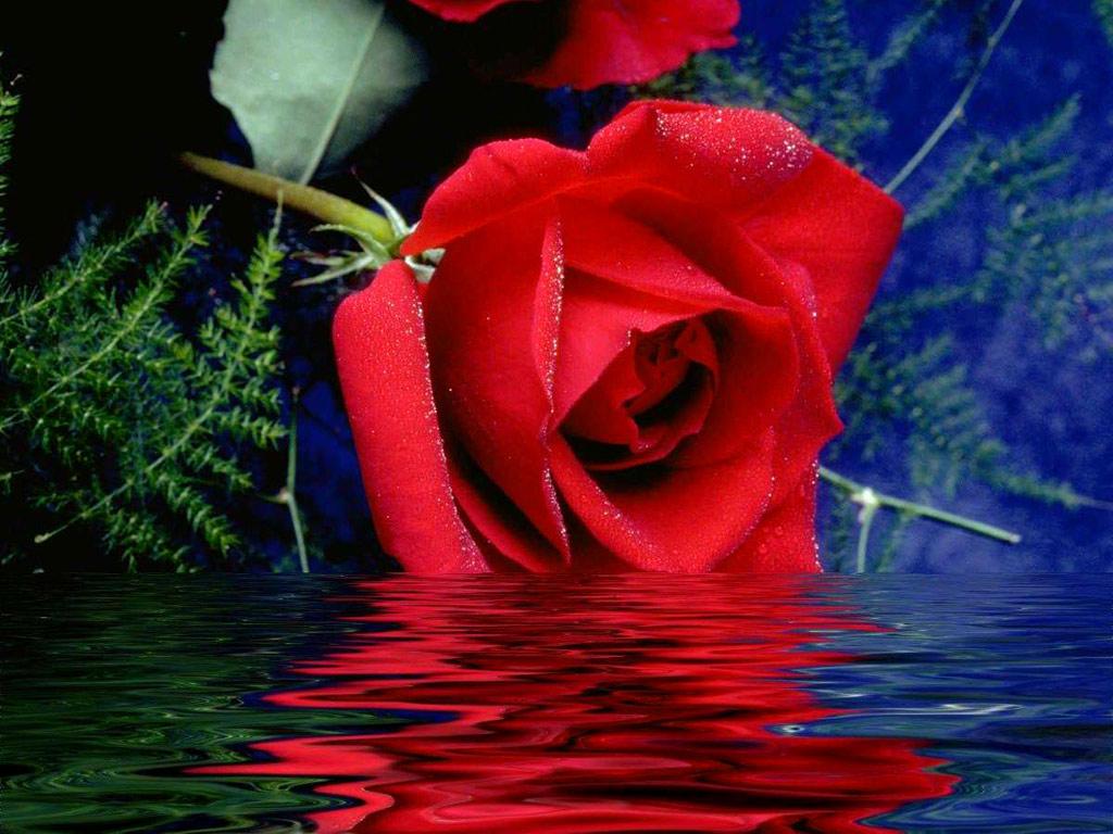 1024x768 Beautiful Picture of Roses Wallpaper