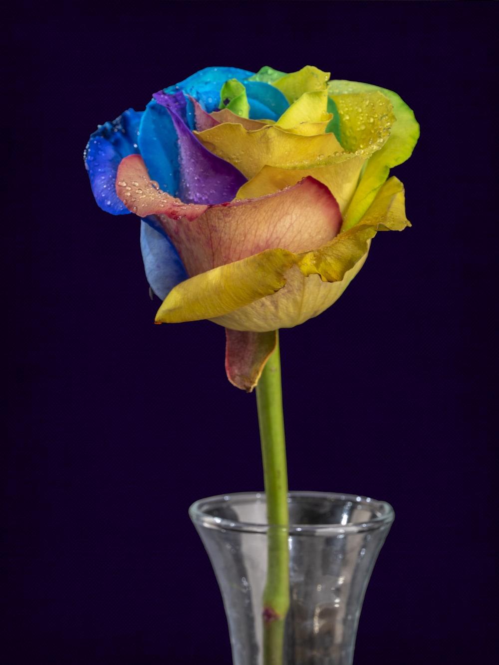 1000x1333 Beautiful Rose Picture. Download Free Image