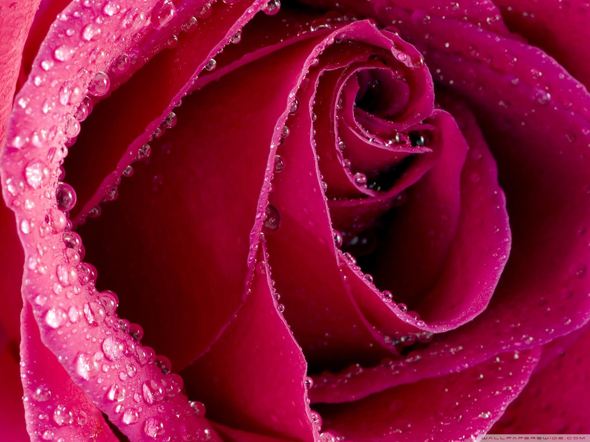 2048x1536 Beautiful Rose Wallpaper background picture