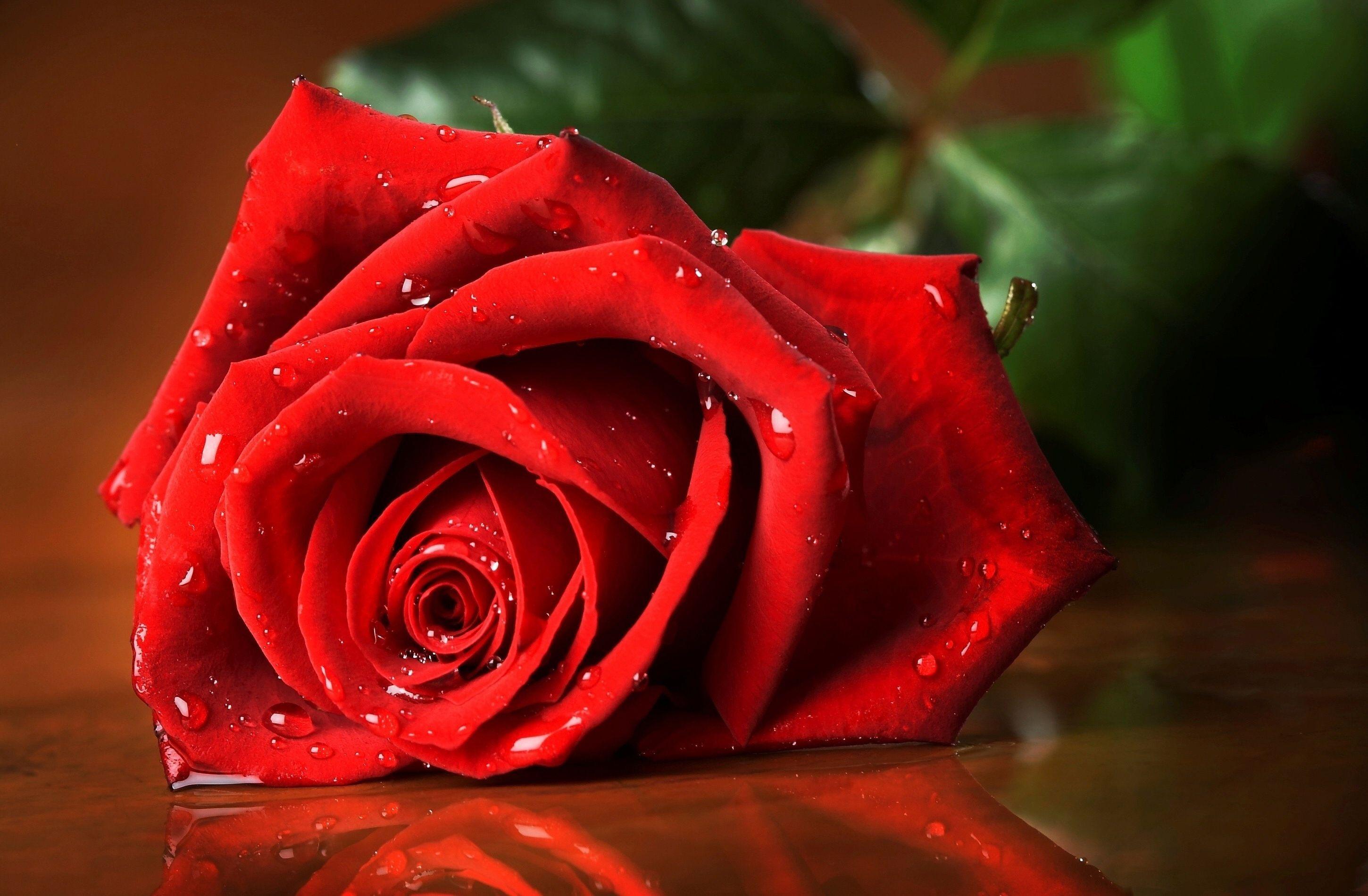 2900x1900 HD Rose Wallpaper