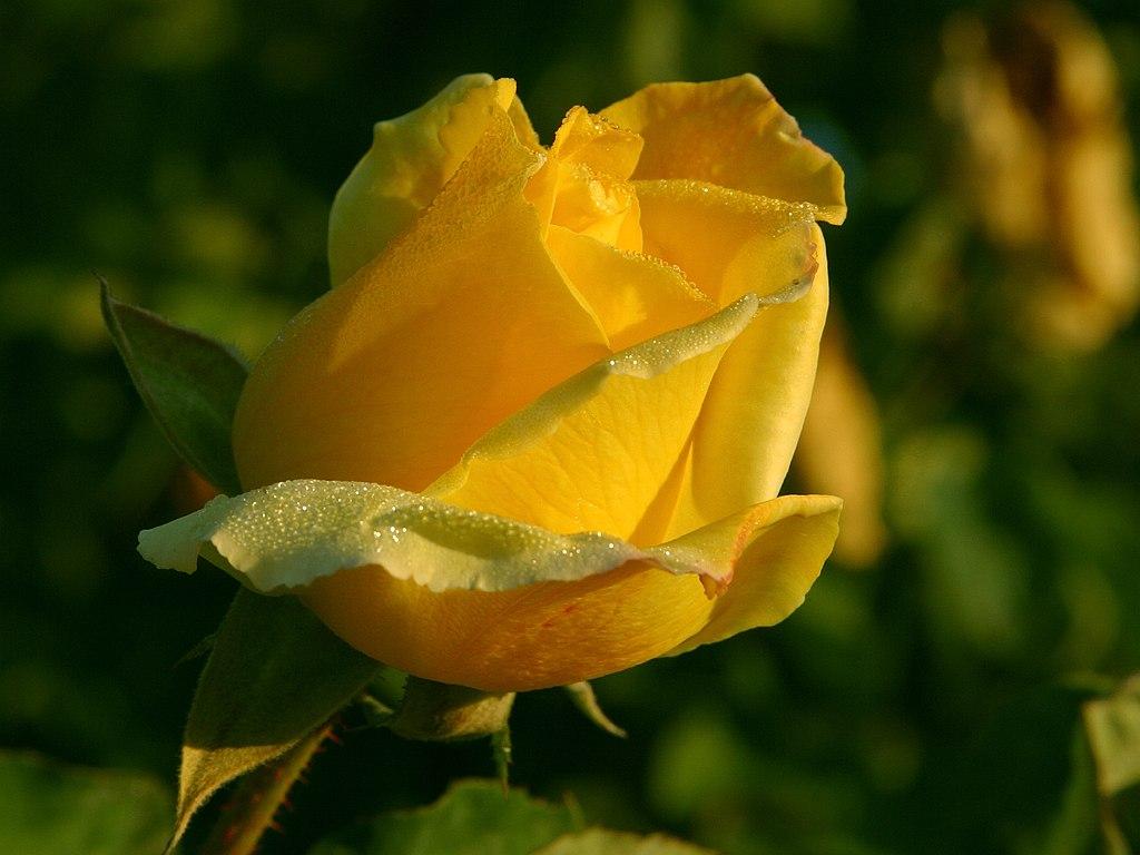 1024x768 Awesome Rose Picture 26837 1024x768px