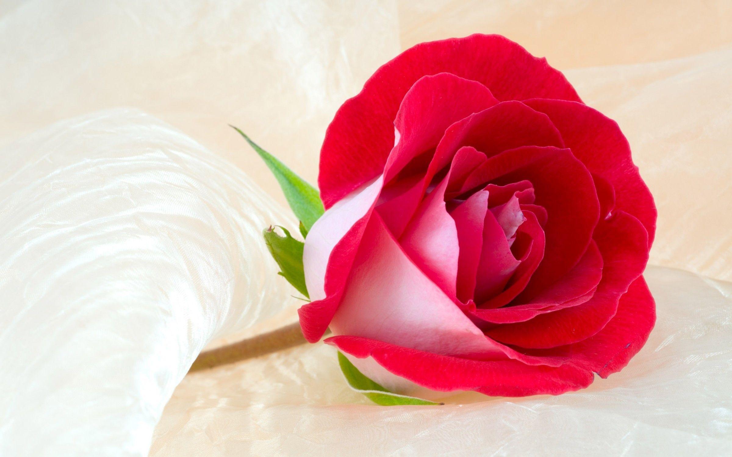 2400x1500 Beautiful Rose HD Wallpaper