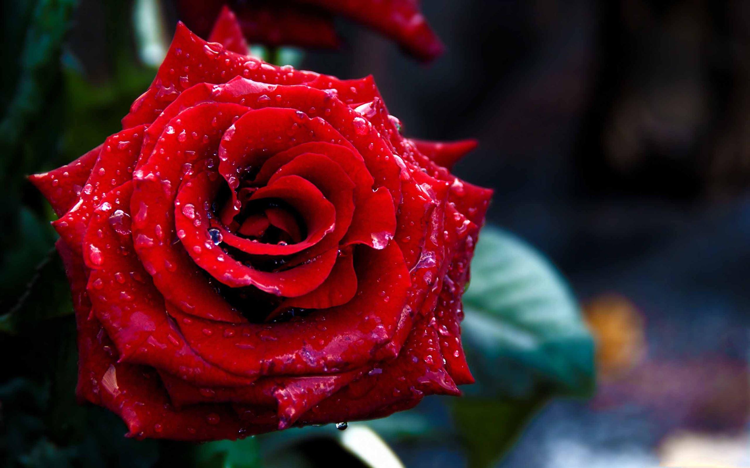 2560x1600 Best Rose Mac Wallpaper Free HD Download