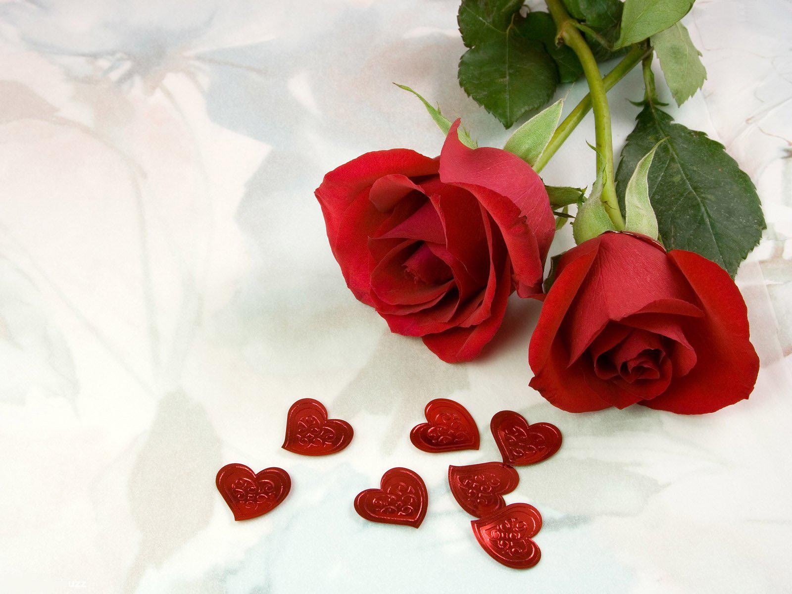 1600x1200 Elegant Two Rose Flower Image. Top Collection of different types of flowers in the image HD