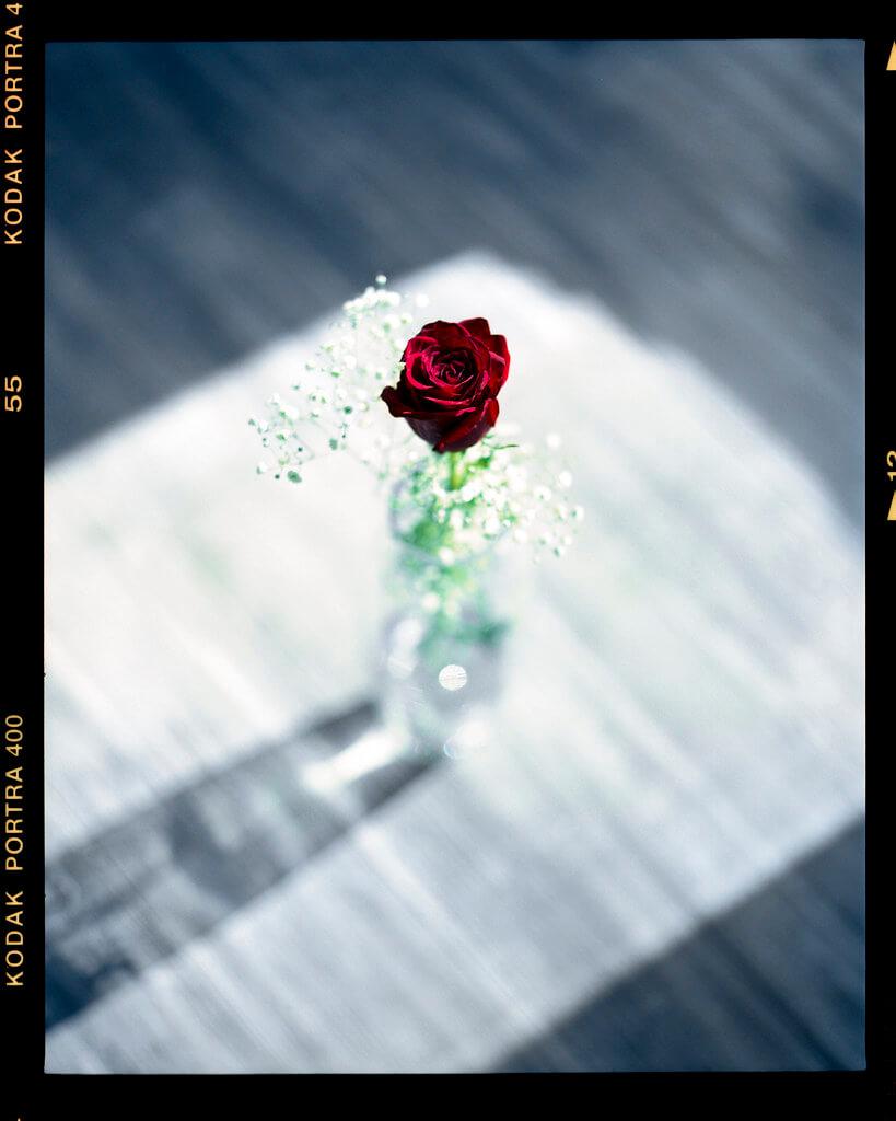 819x1024 Beautiful Rose Picture