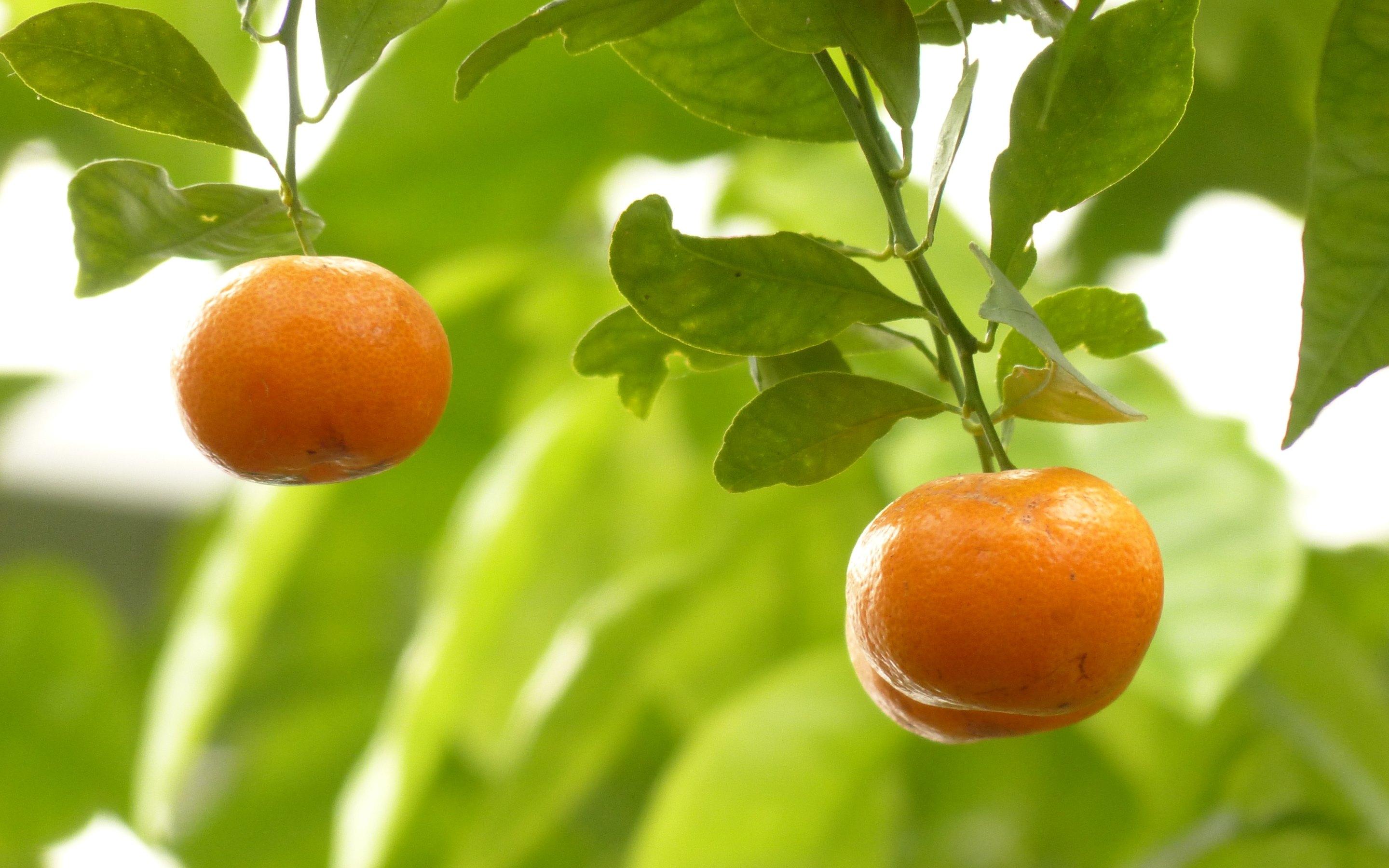 2880x1800 Mandarin Oranges HD Wallpaper 54254 2880x1800px