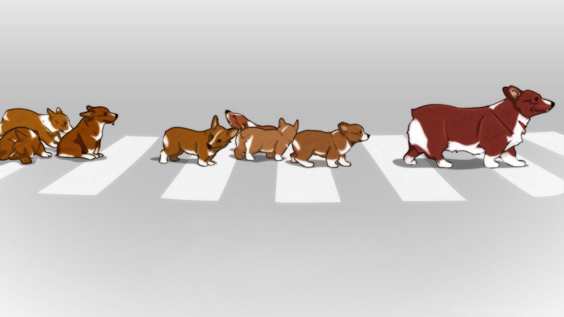 1920x1080 Welsh Corgi Wallpaper Desktop Background