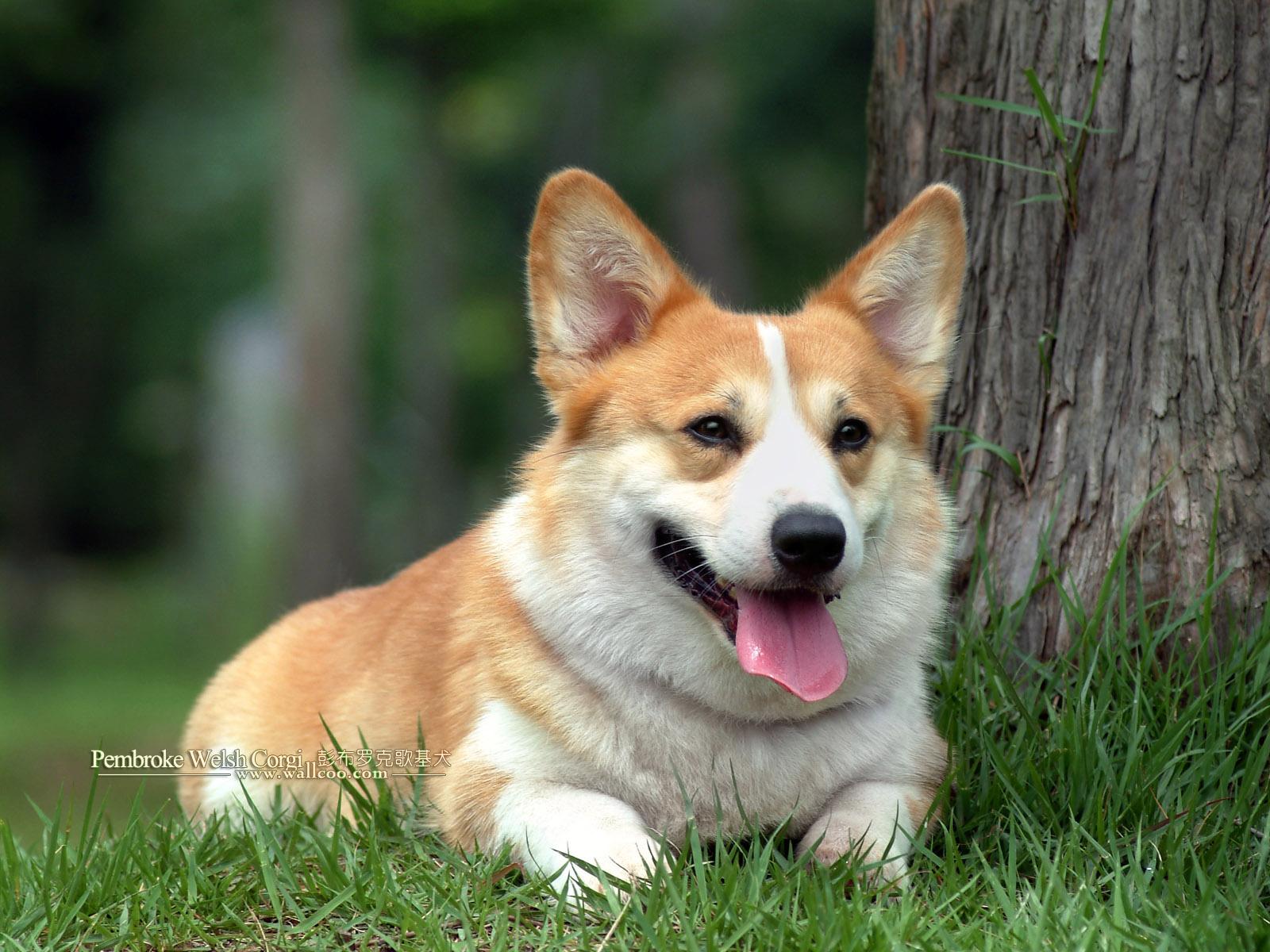 1600x1200 Pembroke Welsh Corgi Wallpaper High Resolution and Quality Download