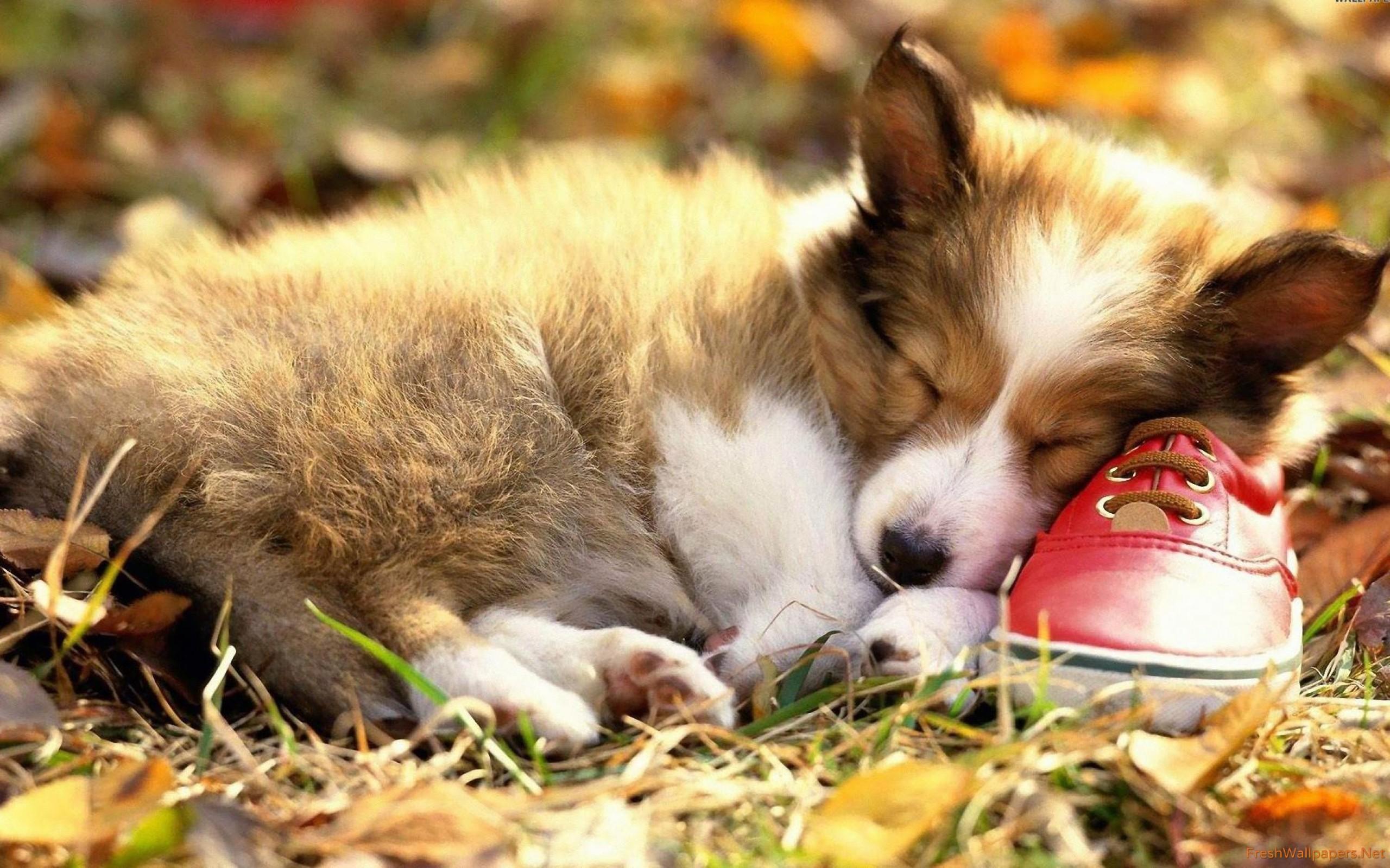 2560x1600 Pembroke Welsh Corgis Dog Wallpaper