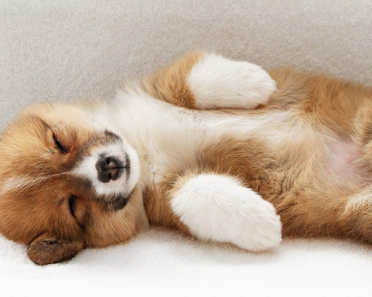 1280x1024 Welsh Corgi HD Wallpaper Desktop Background