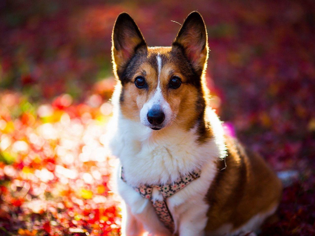1280x960 Download wallpaper 1280x960 welsh corgi, dog, light, face standard 4:3 HD background