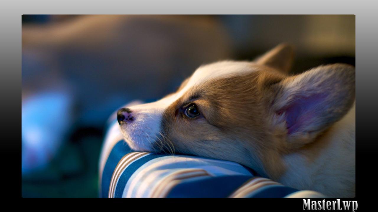 1280x720 Corgi Wallpaper for Android