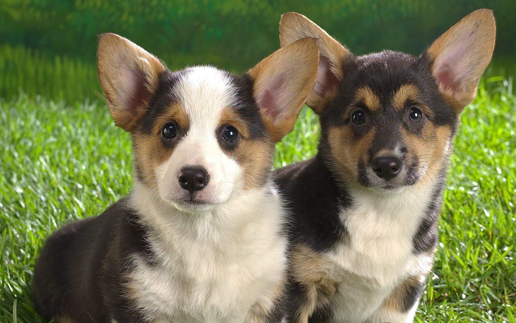 1680x1050 Pembroke Welsh Corgi Wallpaper