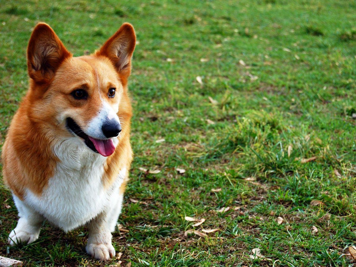 1400x1050 Download wallpaper 1400x1050 welsh corgi, dog, view, grass standard 4:3 HD background