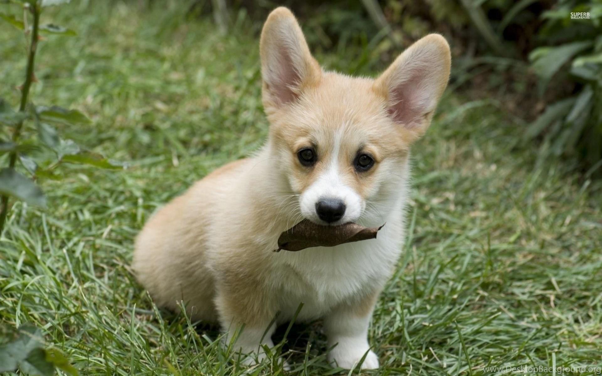 1920x1200 Pembroke Welsh Corgi Puppy Wallpaper Animal Wallpaper Desktop Background