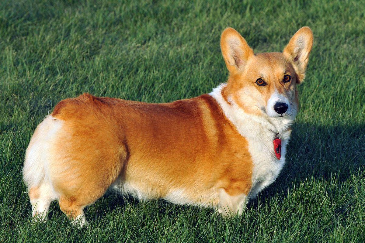 1200x800 Pembroke Welsh Corgi