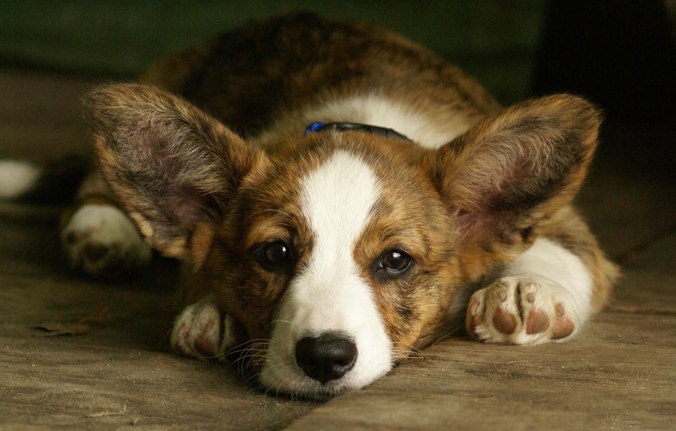 1332x850 Wallpaper face, background, dog, ears, Welsh Corgi, Welsh Corgi image for desktop, section собаки