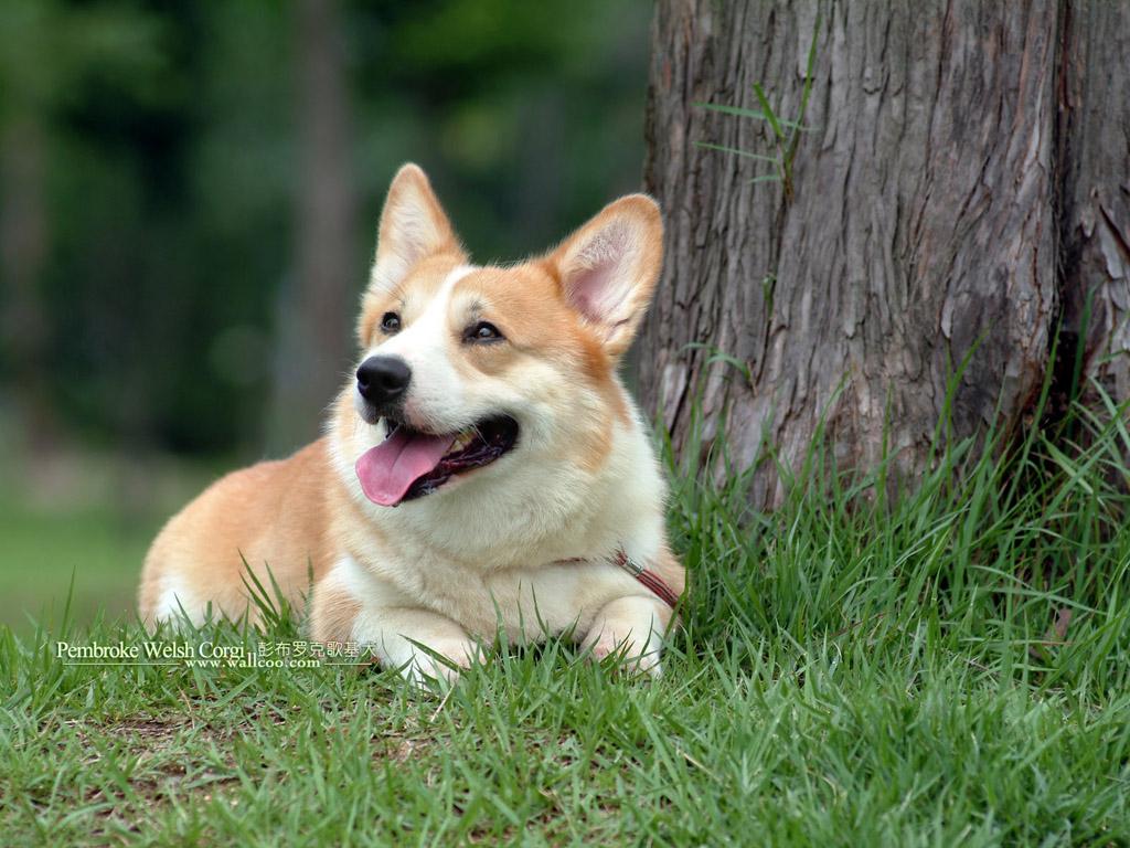 1024x768 Pembroke Welsh Corgi dogs and Pembroke Welsh Corgi puppies 1024x768 NO.10 Desktop Wallpaper
