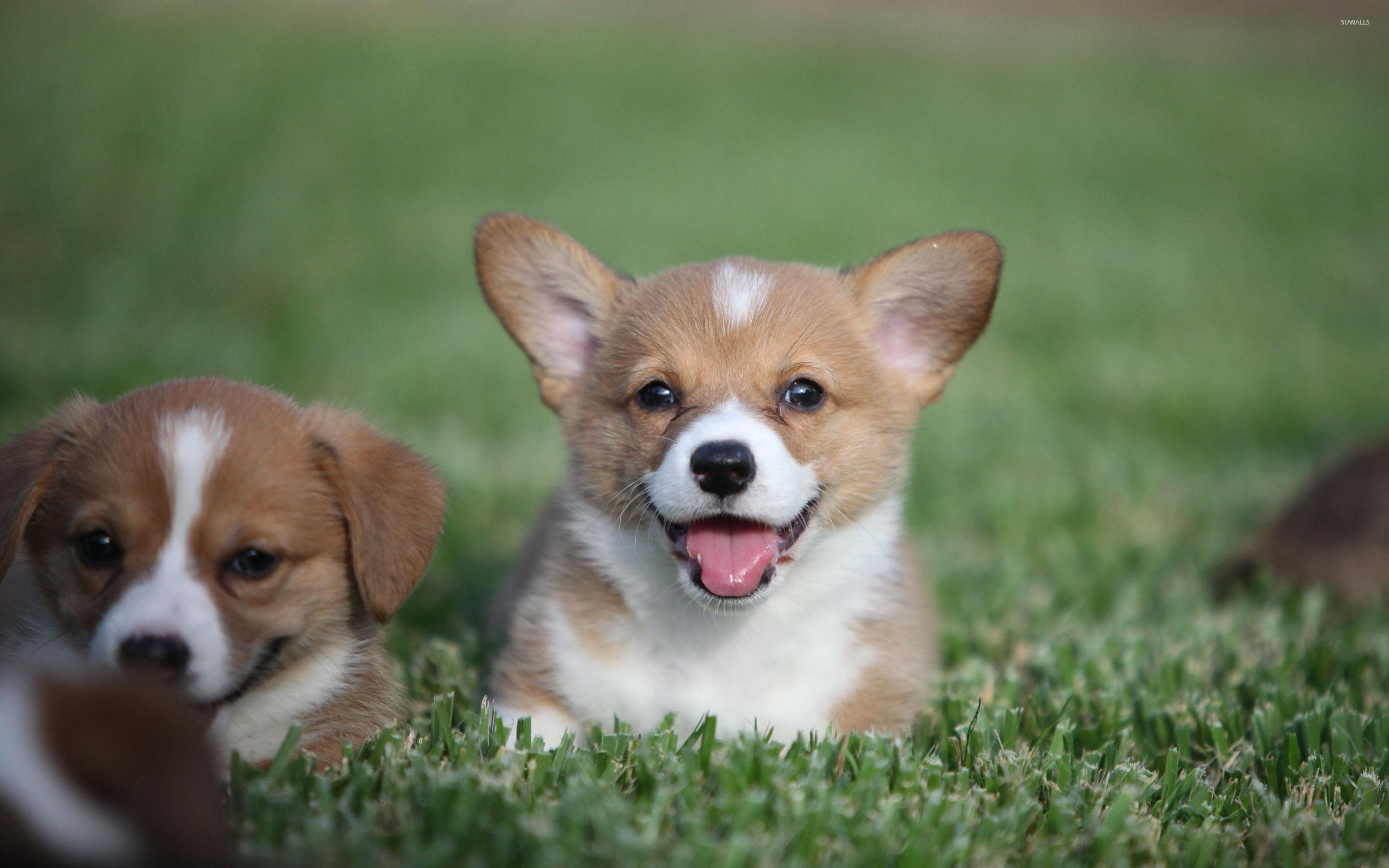 2880x1800 Welsh corgi puppies wallpaper wallpaper