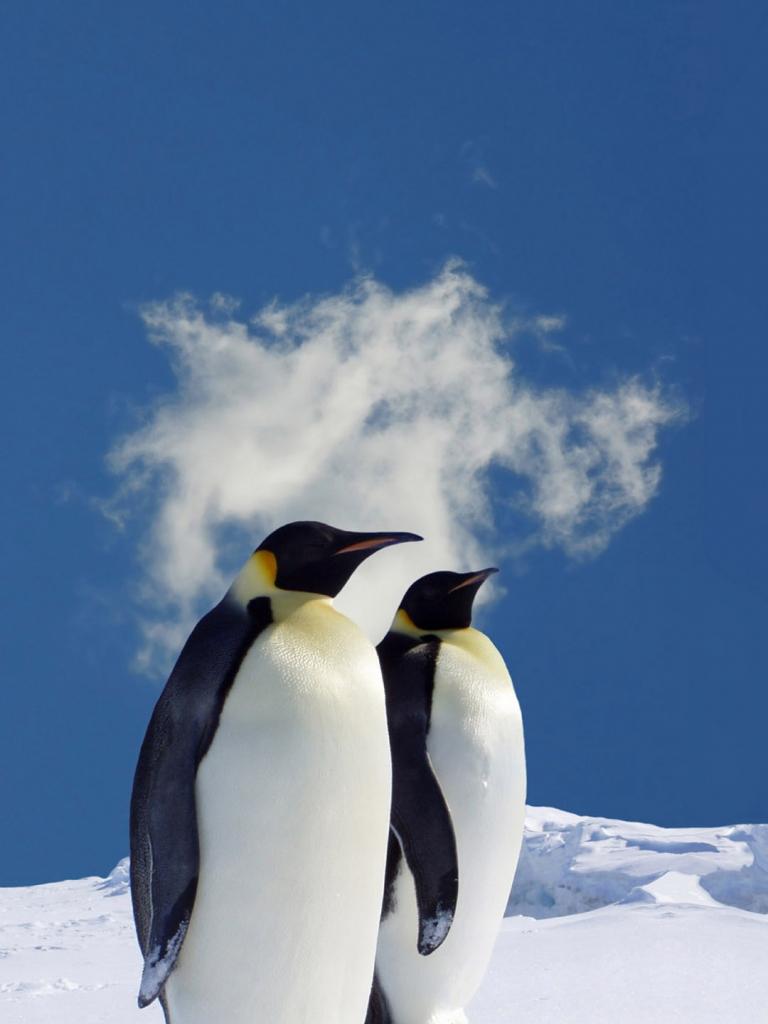 768x1024 Free download Penguin iPhone Wallpaper [1080x1920] for your Desktop, Mobile & Tablet. Explore Penguin iPhone Wallpaper. Penguin iPhone Wallpaper, Penguin Wallpaper, Penguin Wallpaper