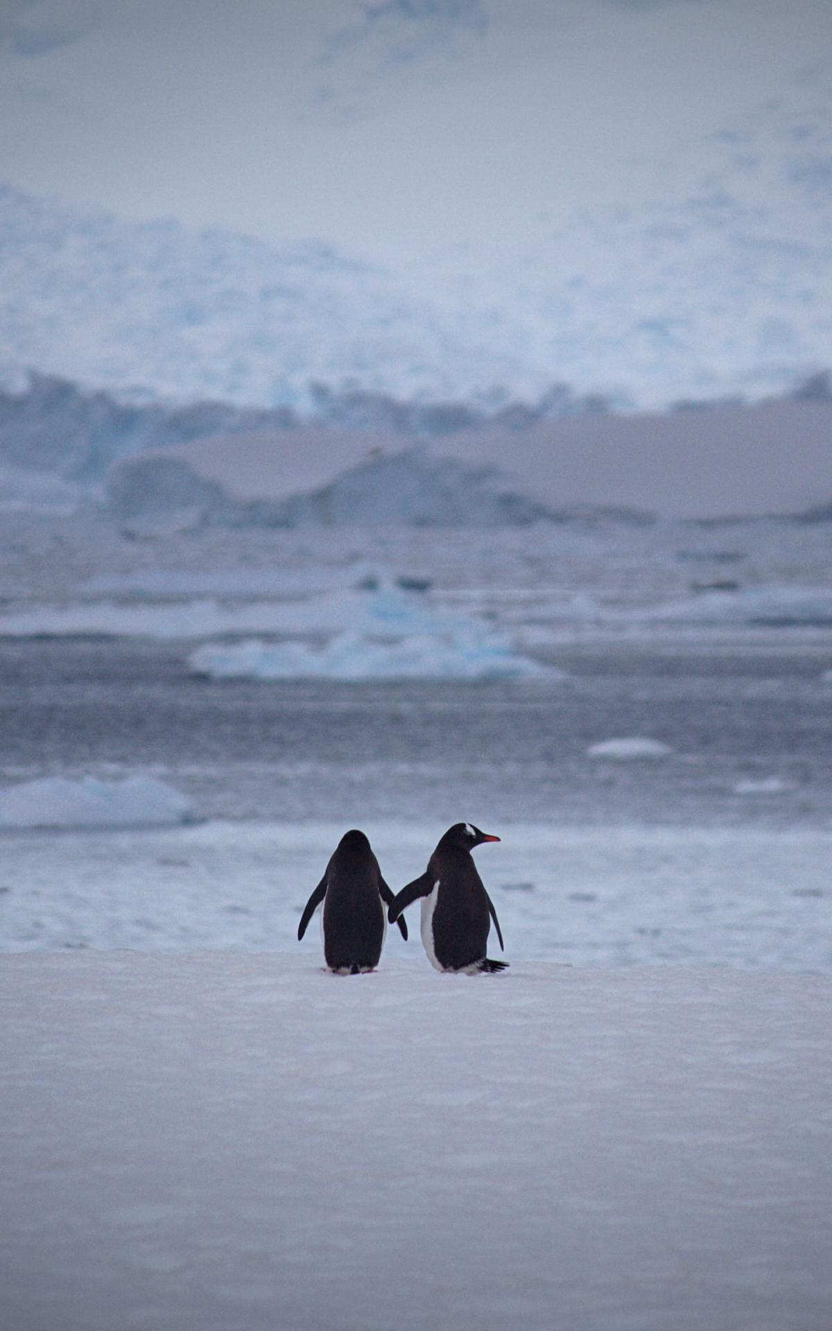 1200x1920 Free download Download wallpaper 1350x2400 penguins couple snow walk iphone [1350x2400] for your Desktop, Mobile & Tablet. Explore Penguin iPhone Wallpaper. Penguin iPhone Wallpaper, Penguin Wallpaper, Penguin Wallpaper
