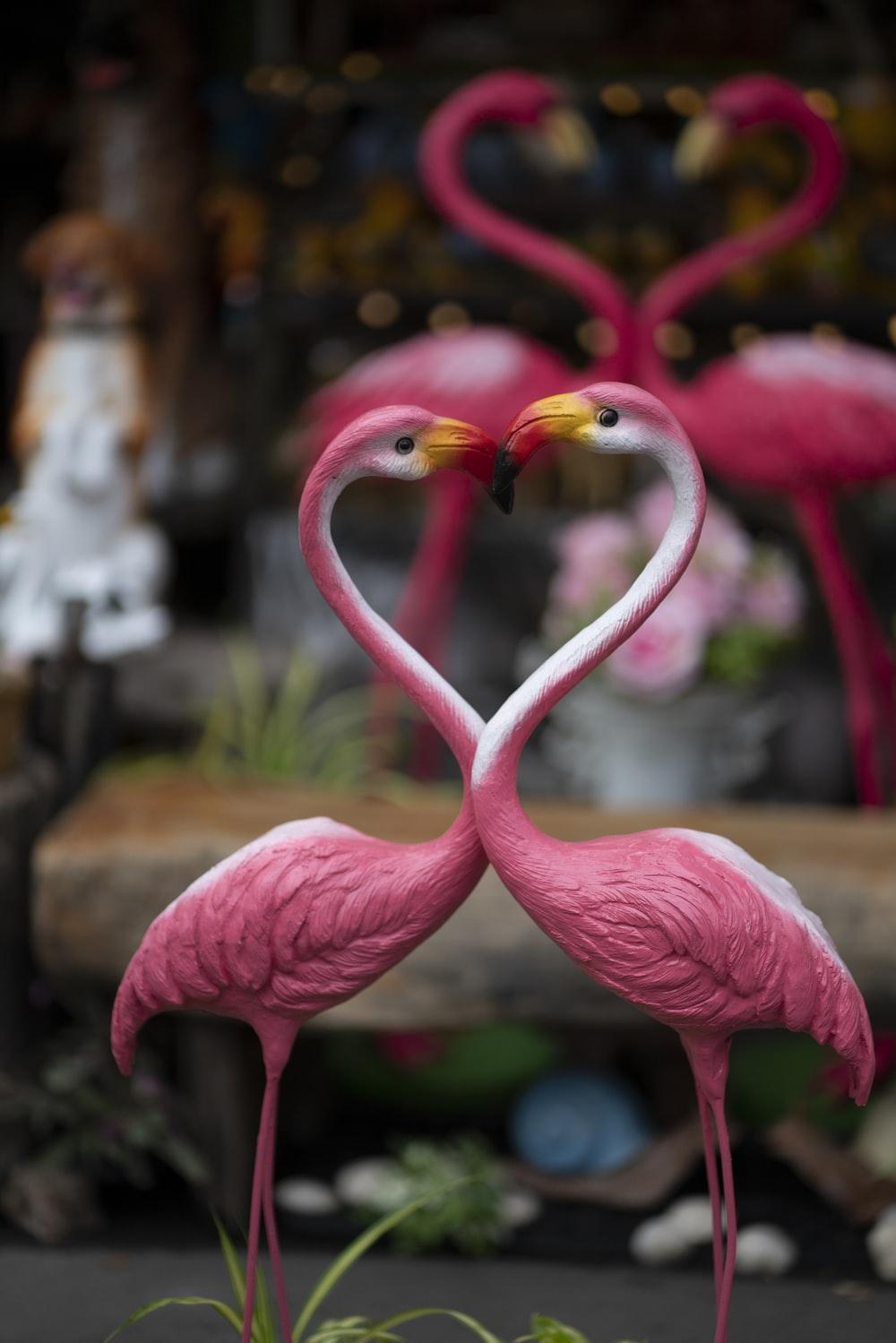 1000x1499 Pink Flamingo Picture [HD]. Download Free Image